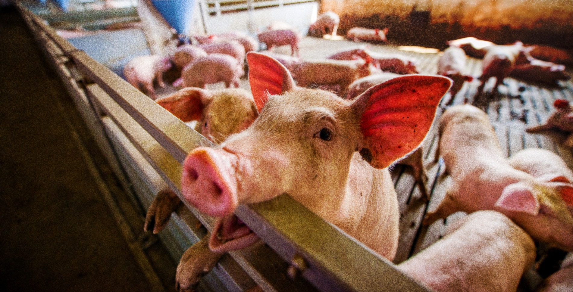Report: Why Factory Farms Keep Spreading While Better Food Systems Get Shut Out
