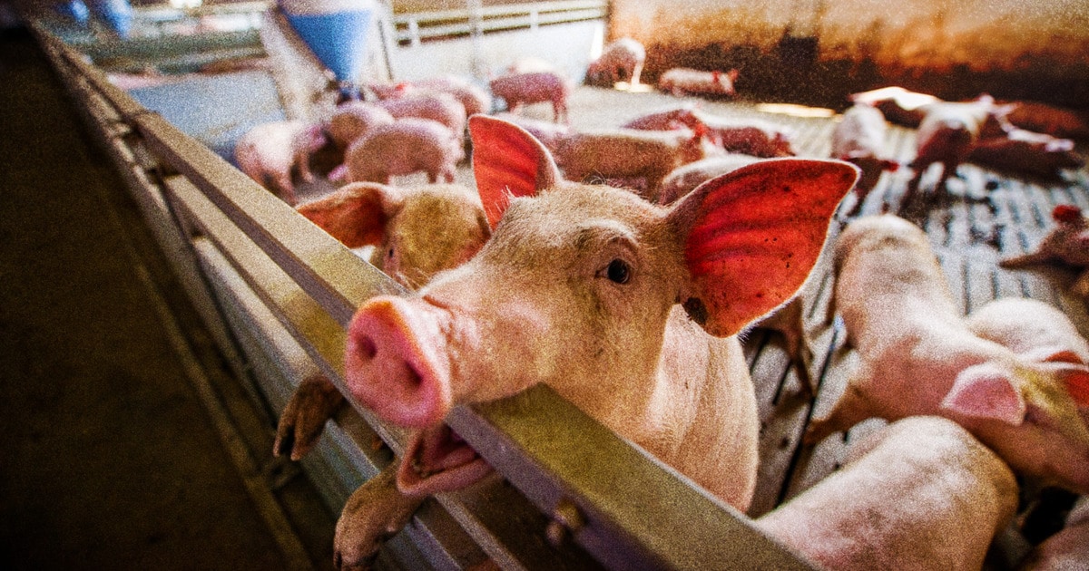 Report: Why Factory Farms Keep Spreading While Better Food Systems Get Shut Out