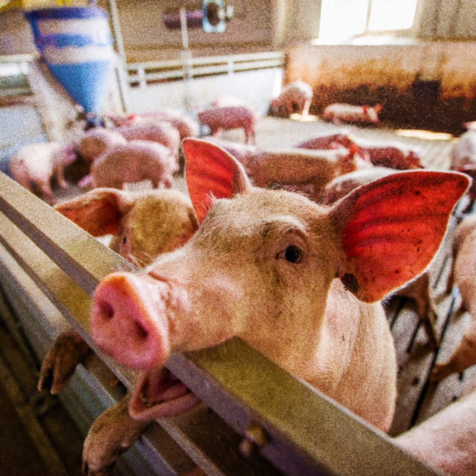Report: Why Factory Farms Keep Spreading While Better Food Systems Get Shut Out