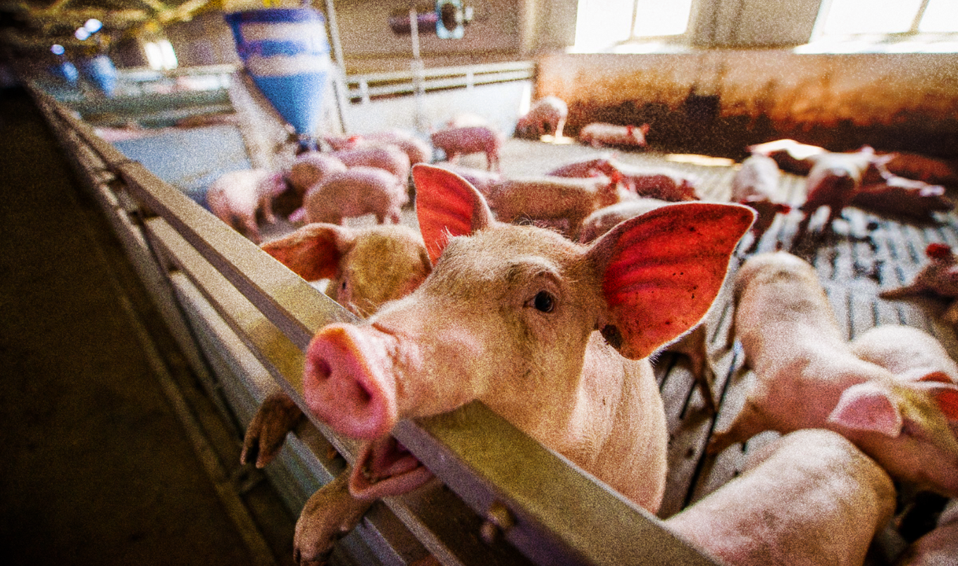 Pig-in-factory-farm.agnormark-Getty