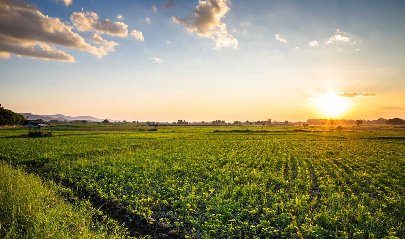 Peanut Farm.patpitchaya | Getty