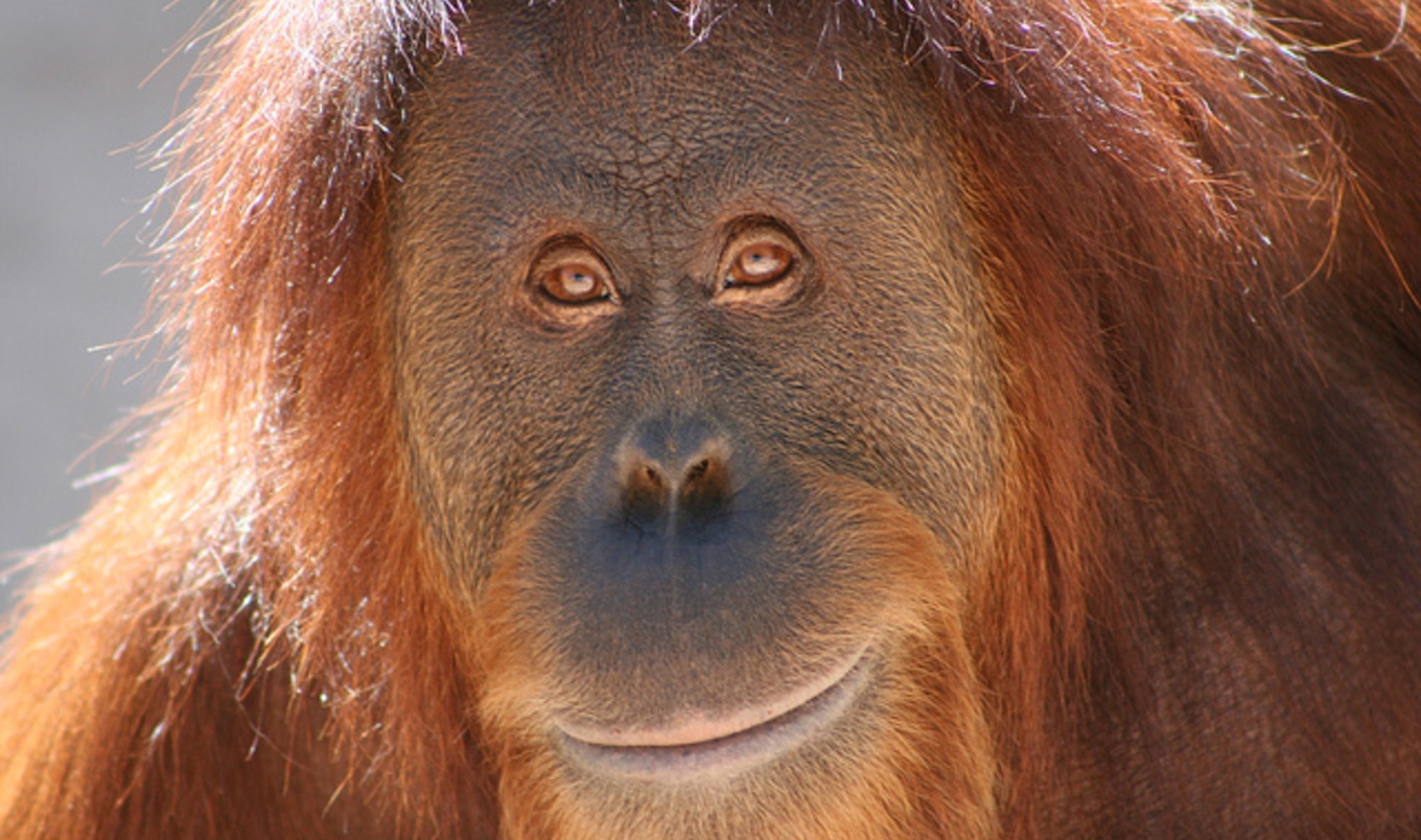 The Coming Legal Personhood of Animals