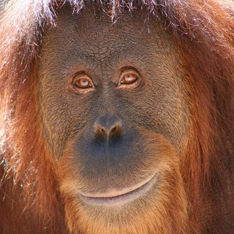 The Coming Legal Personhood of Animals