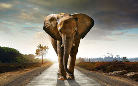 Hawaii Could Be First State to Outlaw Wild Animal Acts