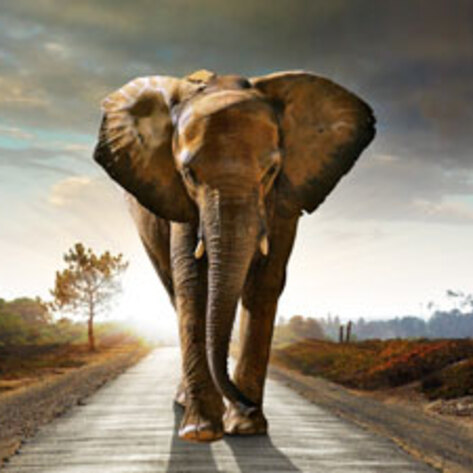 Ringling Bros. to Eliminate Elephants from Circus