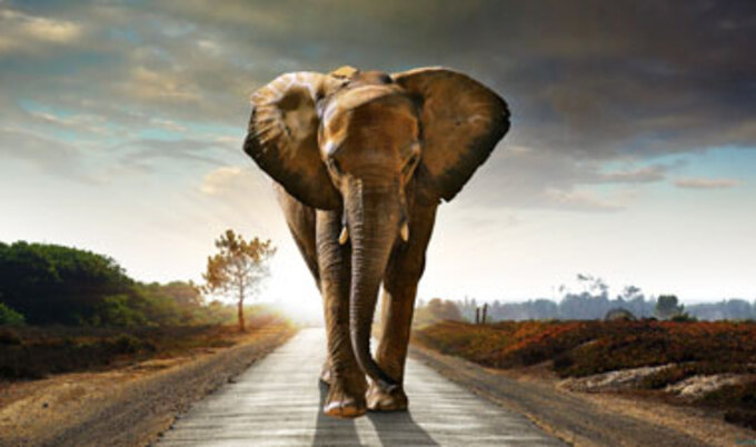 ColleenHolland.BeautifulElephant