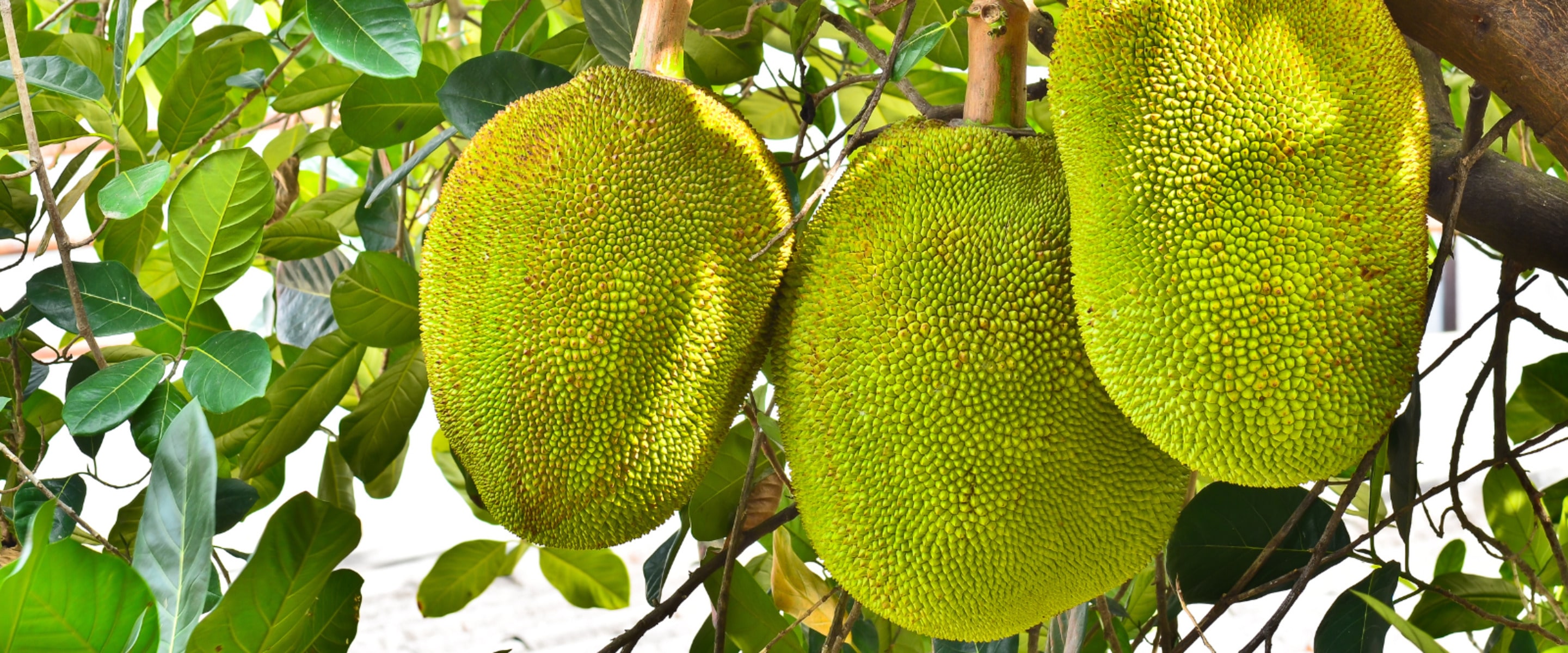 Another Surprising Use for Jackfruit: Diabetes-Friendly and Gluten-Free Flour