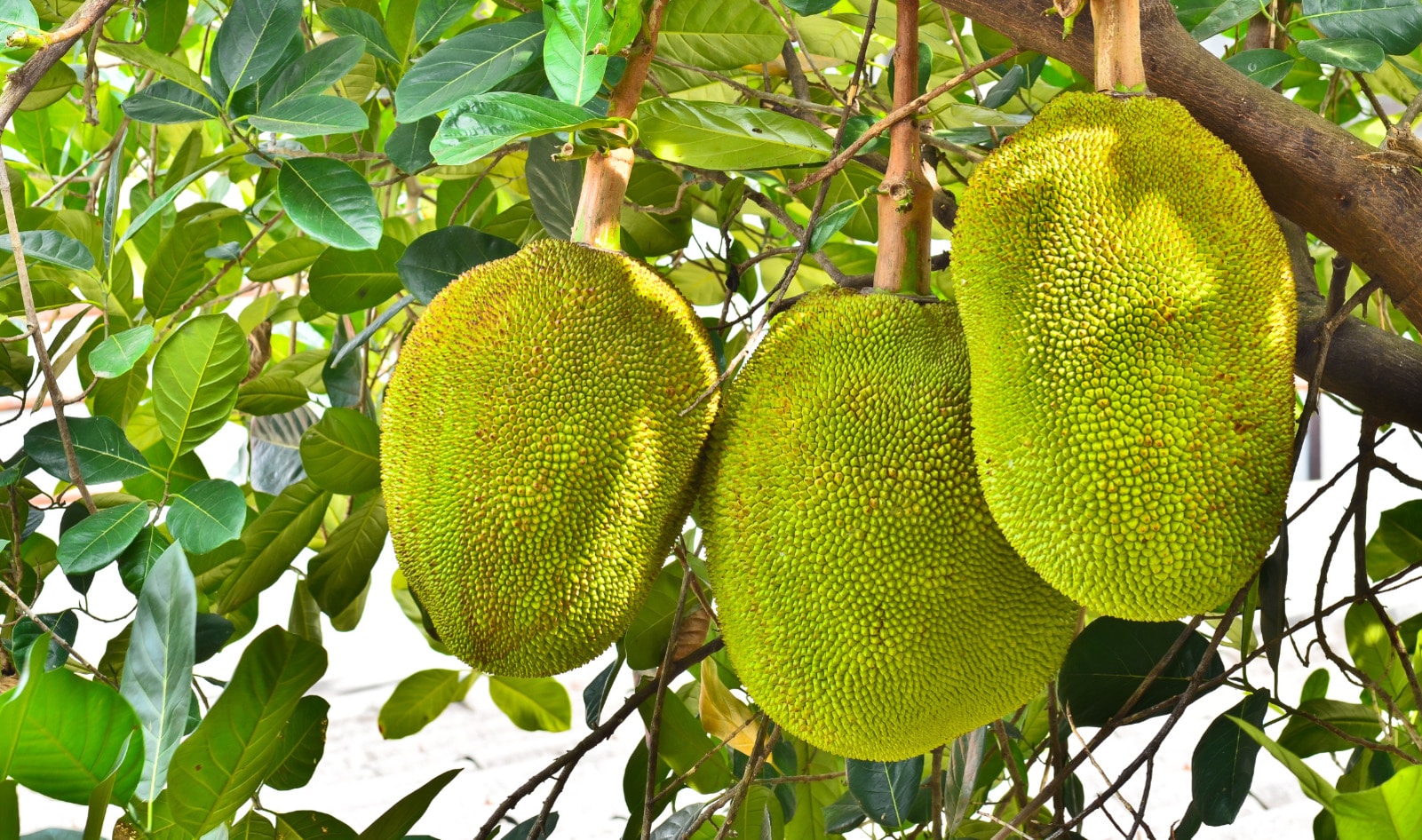 Another Surprising Use for Jackfruit: Diabetes-Friendly and Gluten-Free Flour