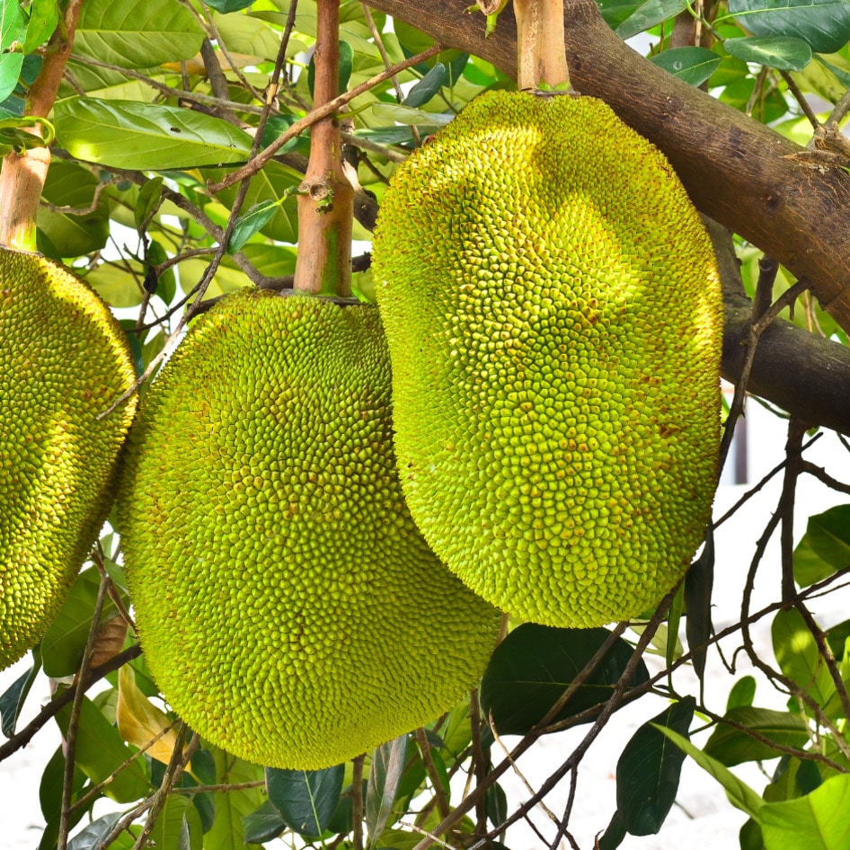Another Surprising Use for Jackfruit: Diabetes-Friendly and Gluten-Free Flour
