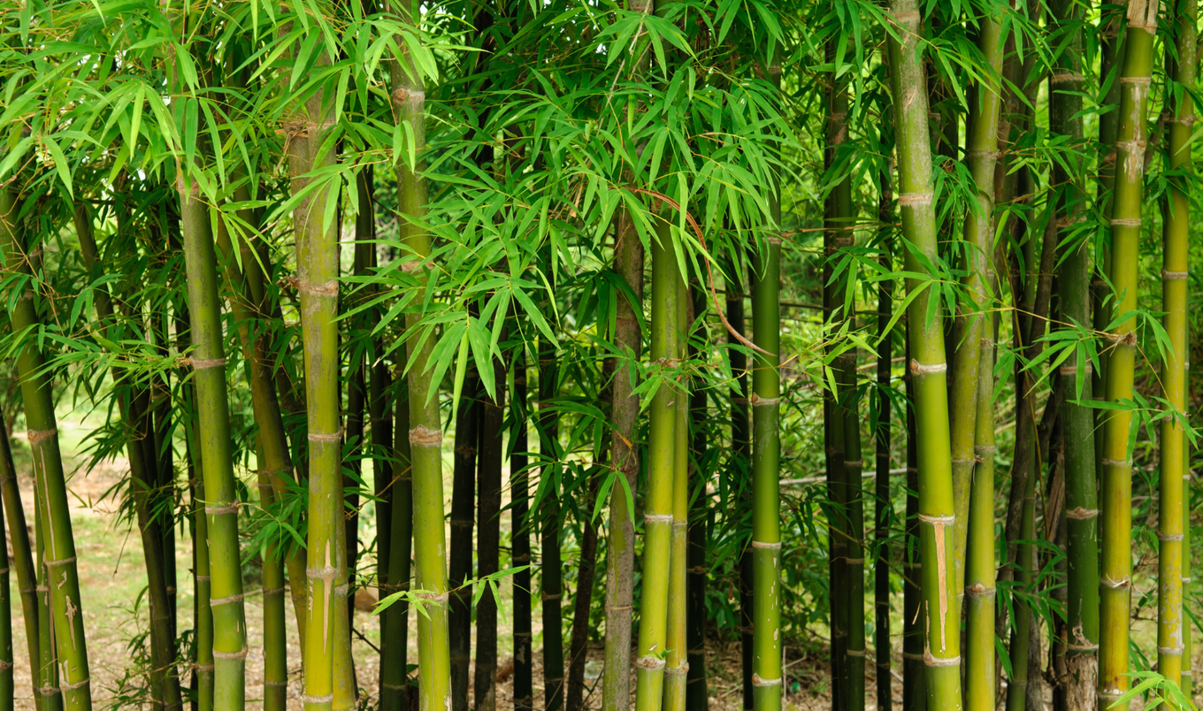 bamboo