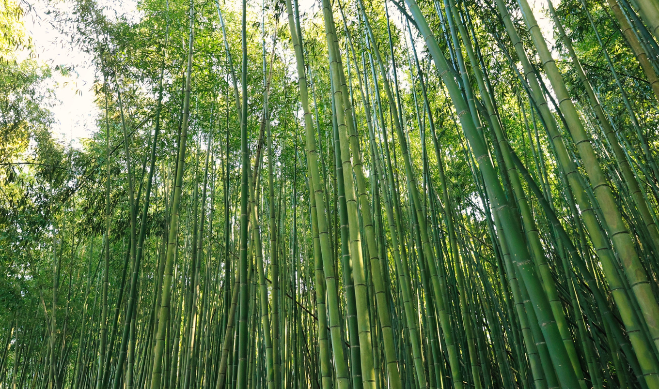 bamboo