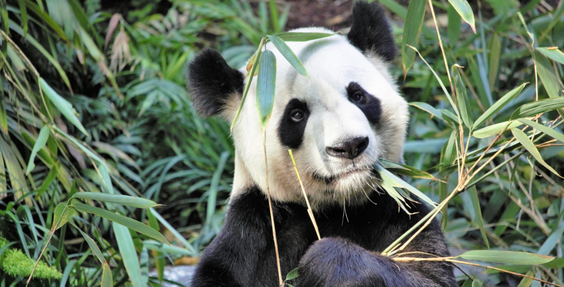 Channel Your Inner Panda: Bamboo May Just Be the Next Big Superfood Trend