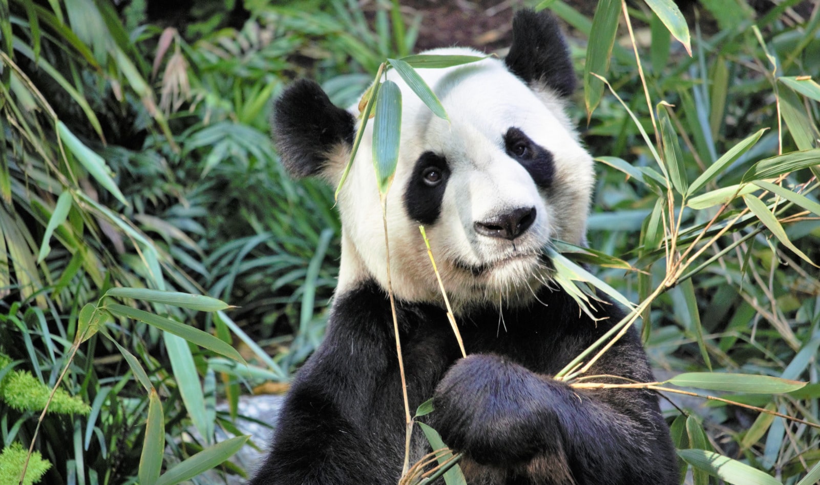 Channel Your Inner Panda: Bamboo May Just Be the Next Big Superfood Trend
