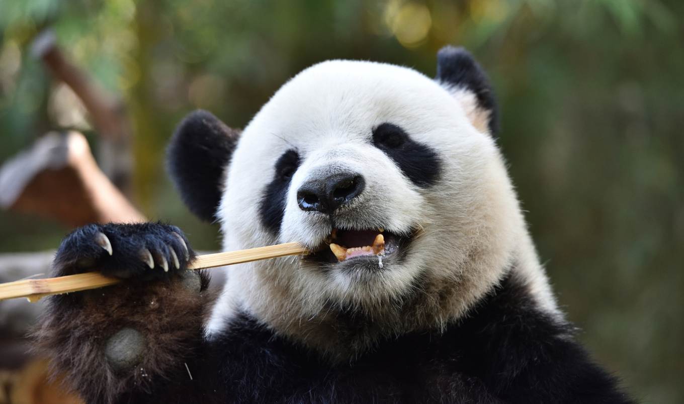 panda eating bamboo