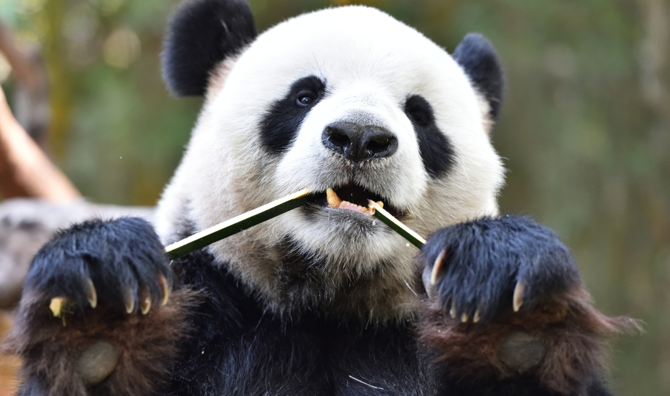 panda eating bamboo