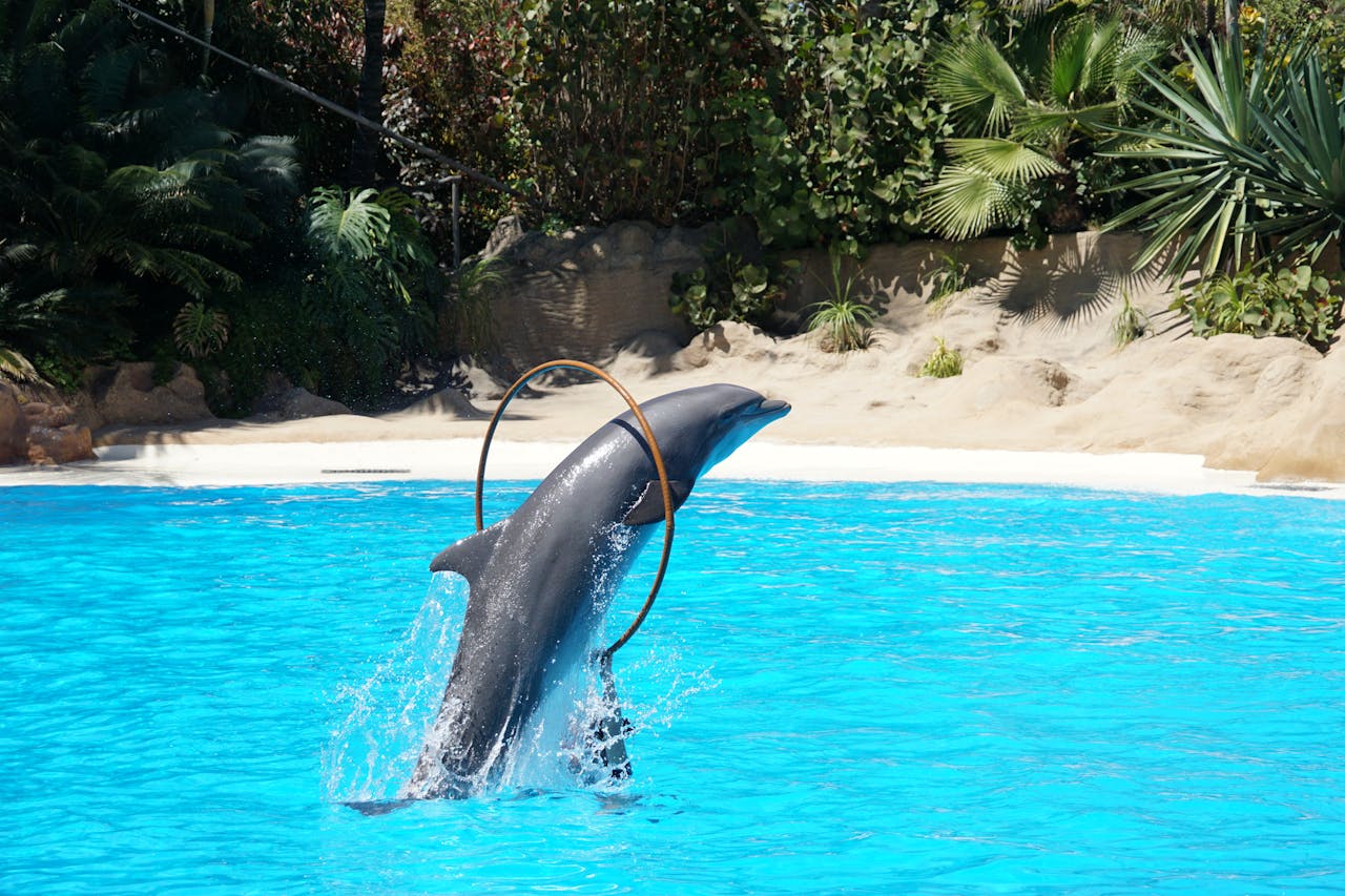 dolphin show