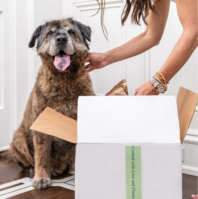 Bramble pet food box with dog