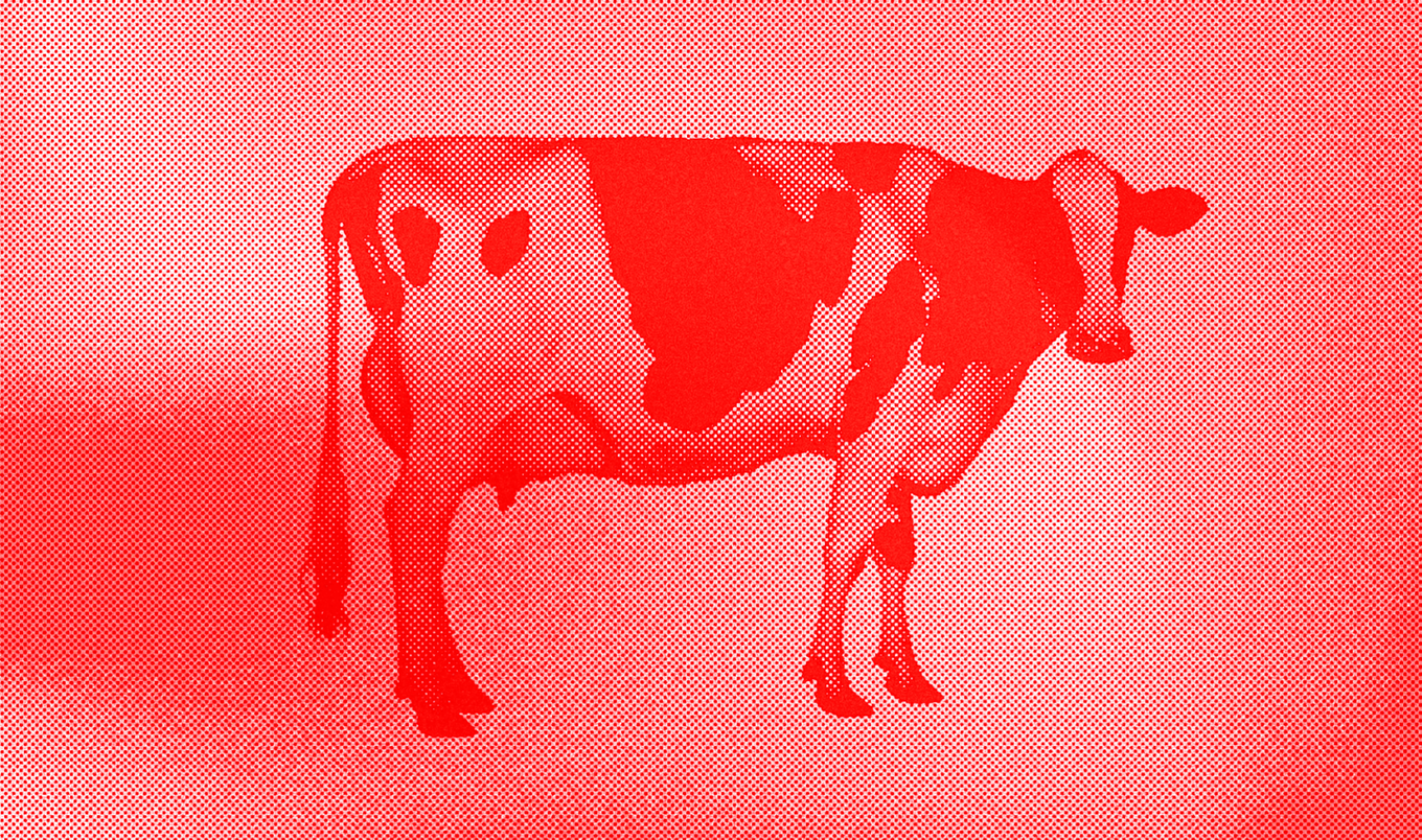 Red Cow illustration