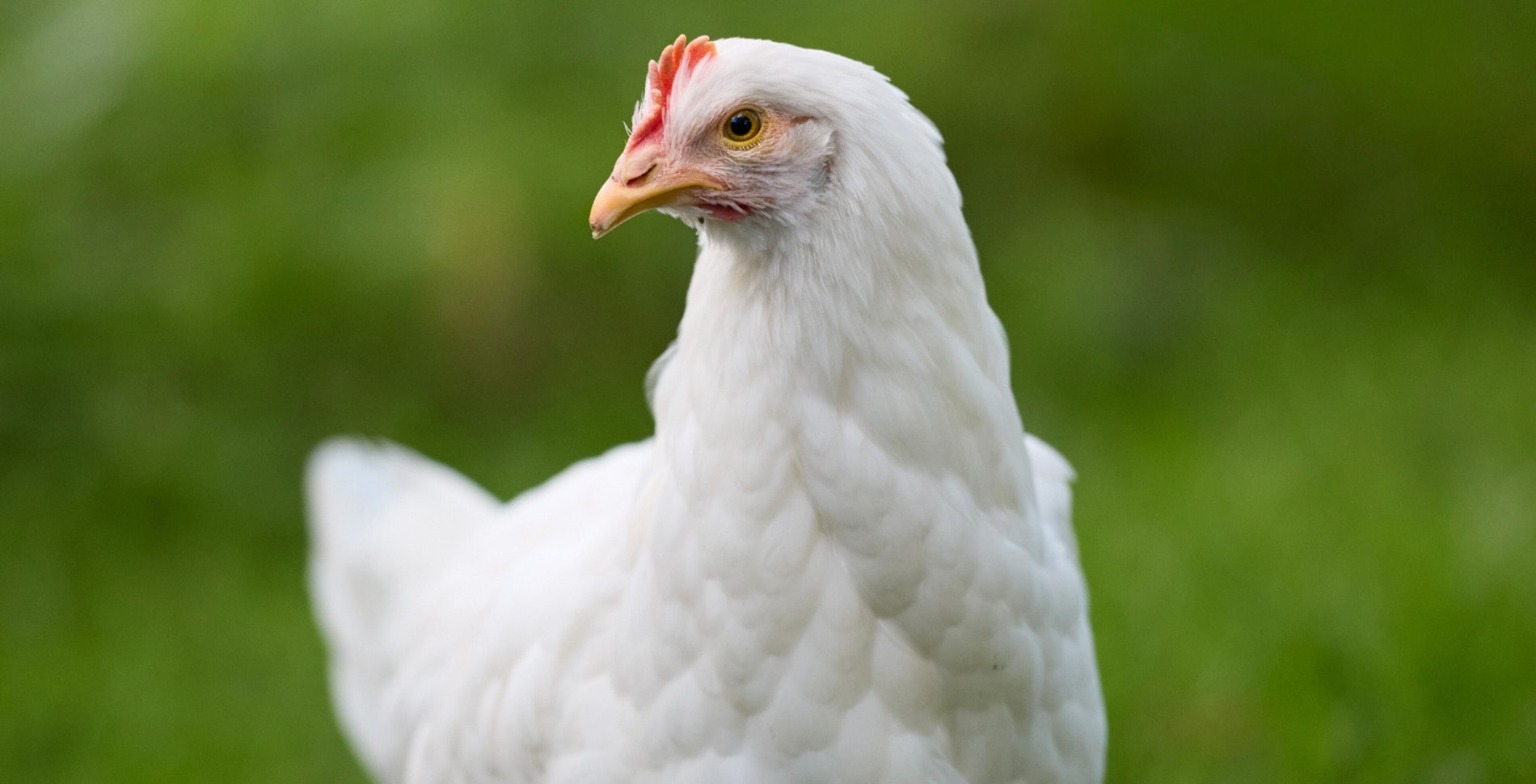 "Frankenchickens" and Mass Chick Killing to End in This European Nation