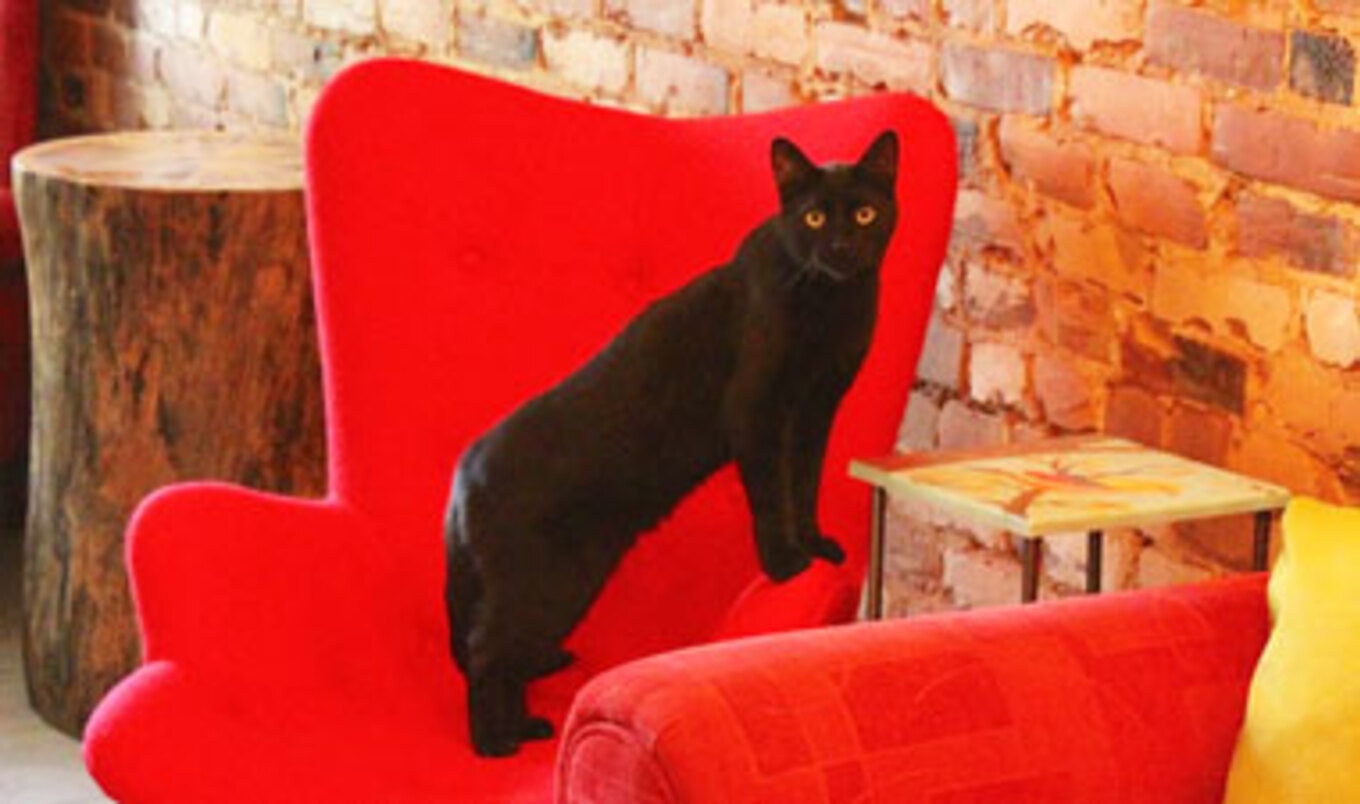 North America's First Vegan Cat Café Opens in Montreal