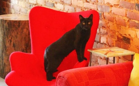 North America's First Vegan Cat Café Opens in Montreal