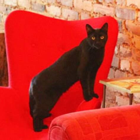 North America's First Vegan Cat Café Opens in Montreal