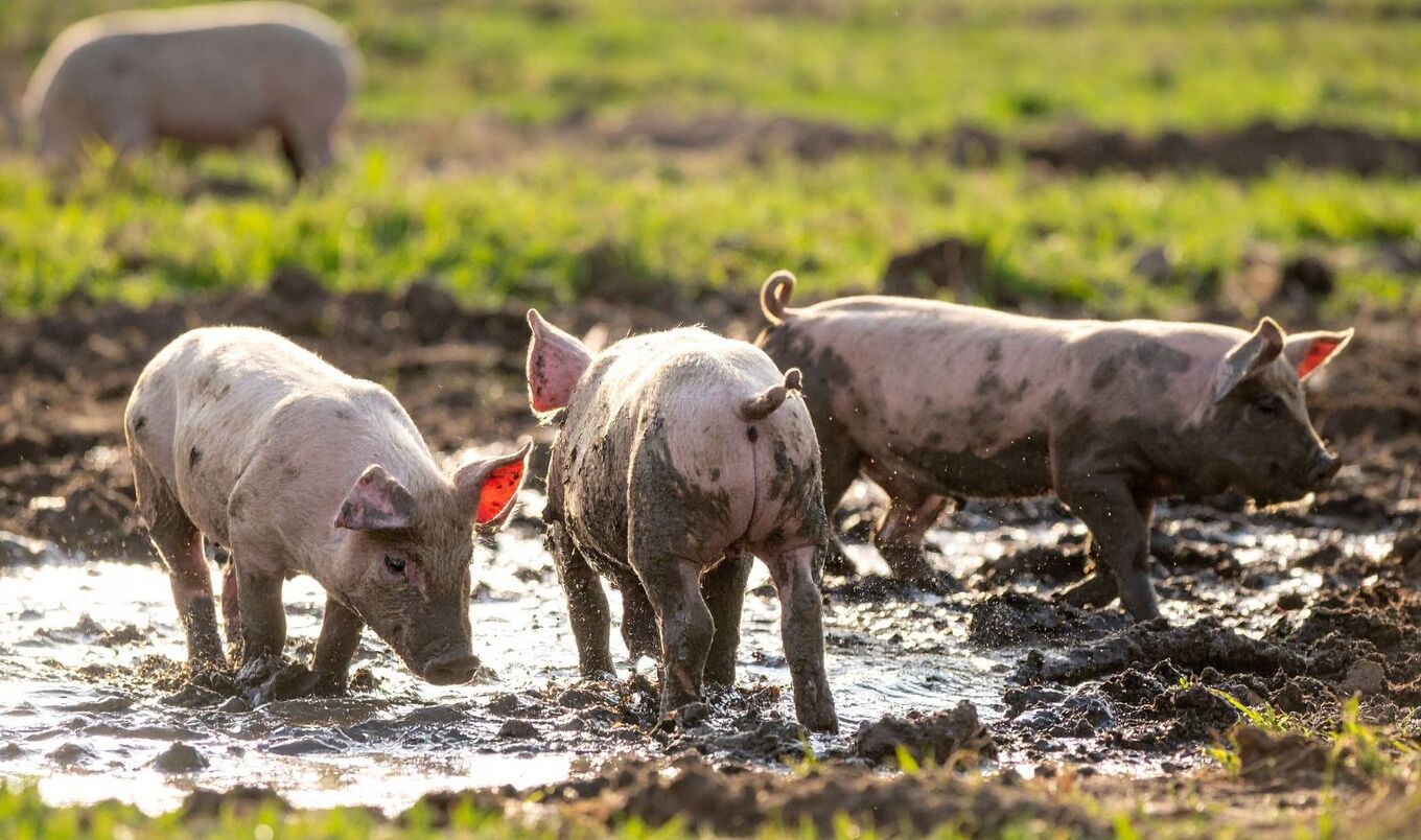 pigs in mud