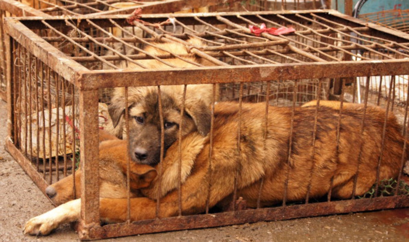 Activists Rally Against Chinese Dog Meat Festival