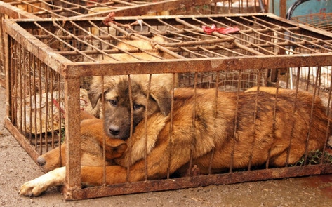 Activists Rally Against Chinese Dog Meat Festival