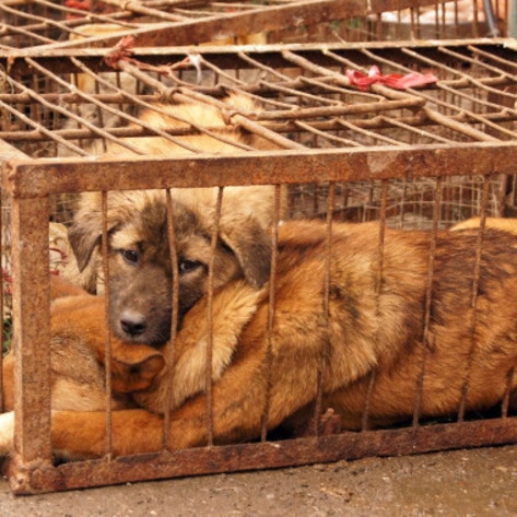 Activists Rally Against Chinese Dog Meat Festival