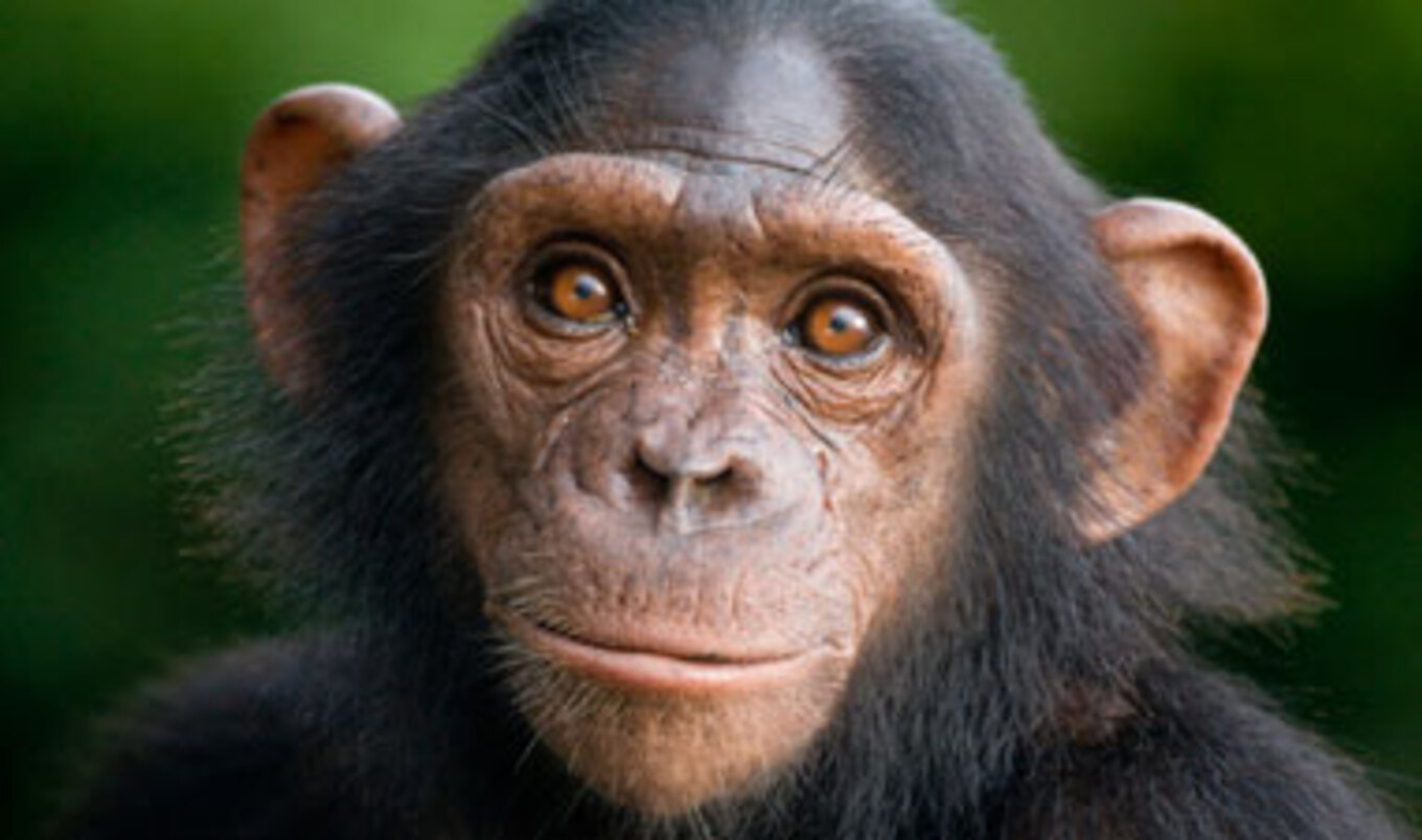 All Chimpanzees Now Listed as Endangered | VegNews