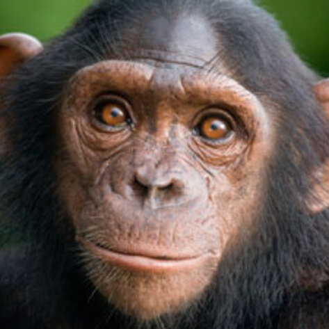 All Chimpanzees Now Listed as Endangered