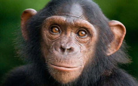 All Chimpanzees Now Listed as Endangered