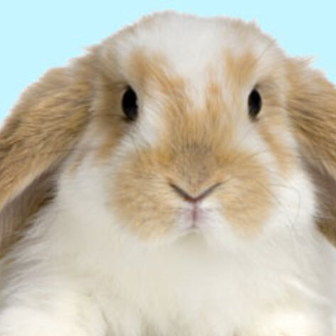 First-Ever Vegetarian Bunny Café to Open in Australia