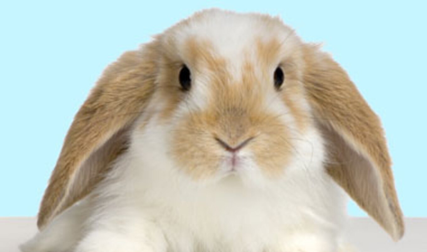 First-Ever Vegetarian Bunny Café to Open in Australia