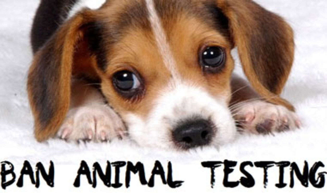 US Bill Introduced to End Animal-Testing for Cosmetics