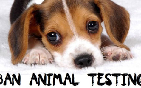 US Bill Introduced to End Animal-Testing for Cosmetics