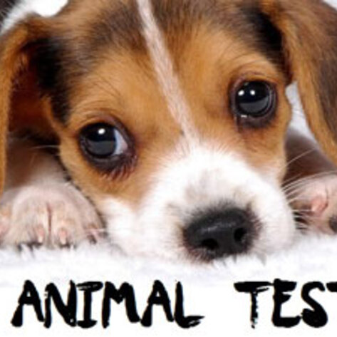 US Bill Introduced to End Animal-Testing for Cosmetics