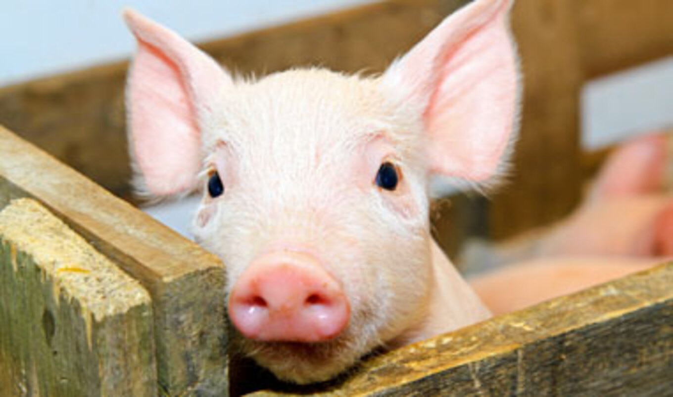 11 Things You Didn't Know About Pigs