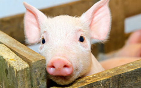 11 Things You Didn't Know About Pigs