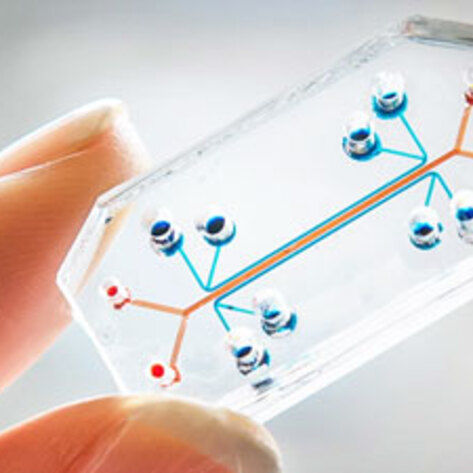 Animal Testing Alternative Wins Major Design Award