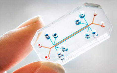 Animal Testing Alternative Wins Major Design Award