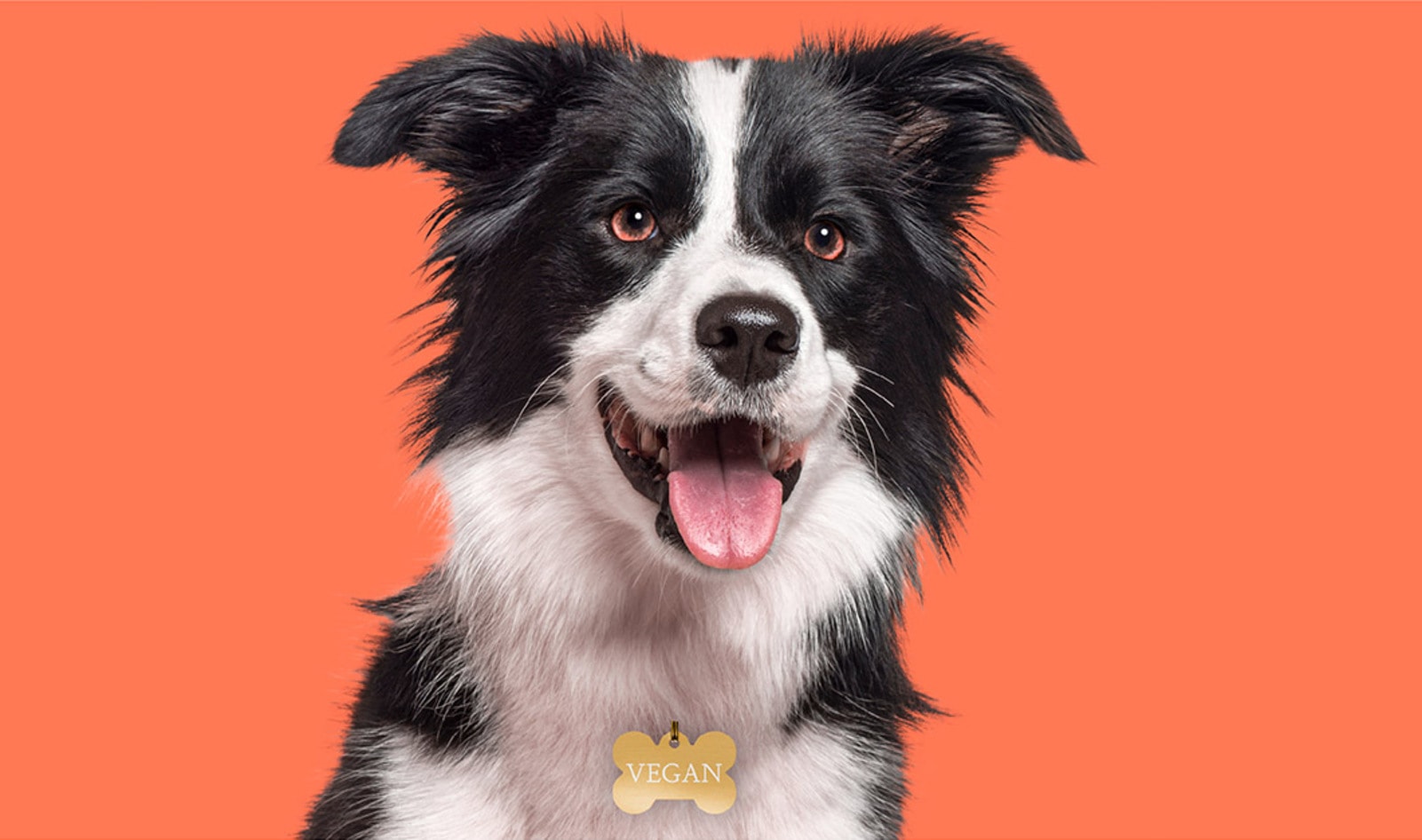 Can Dogs Be Vegan? Why Pet Parents Are Rethinking Meat