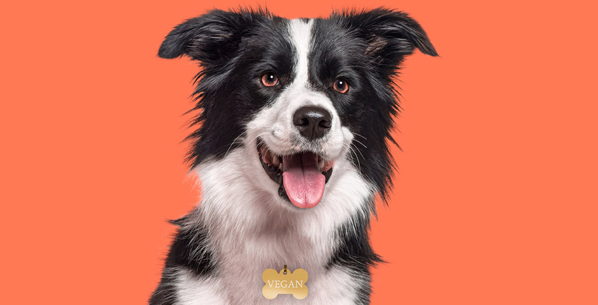 Can Dogs Be Vegan? Why Pet Parents Are Rethinking Meat