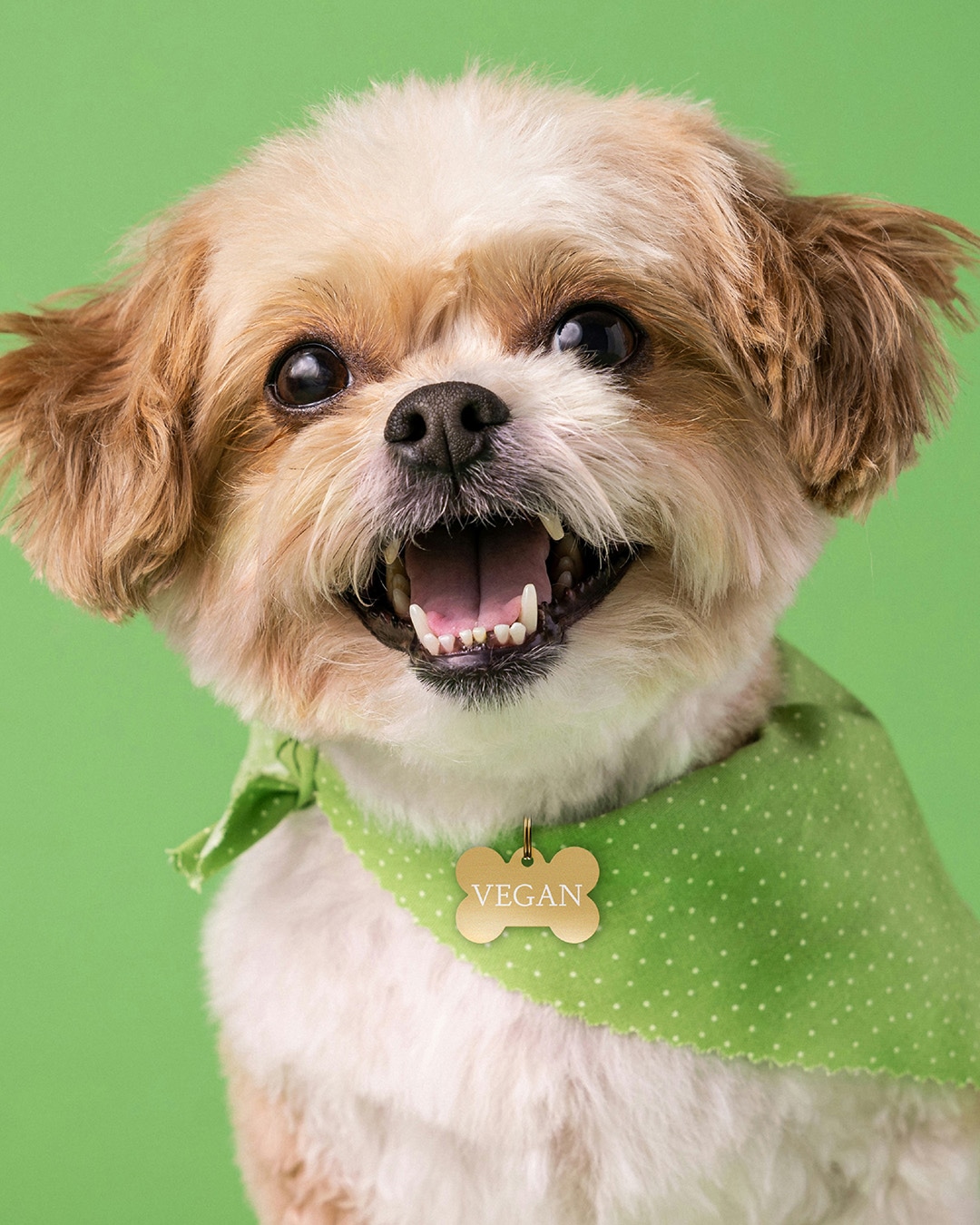 VegNews.VDOTW.Pawco.1.19.2026.INSTAGRAM.3