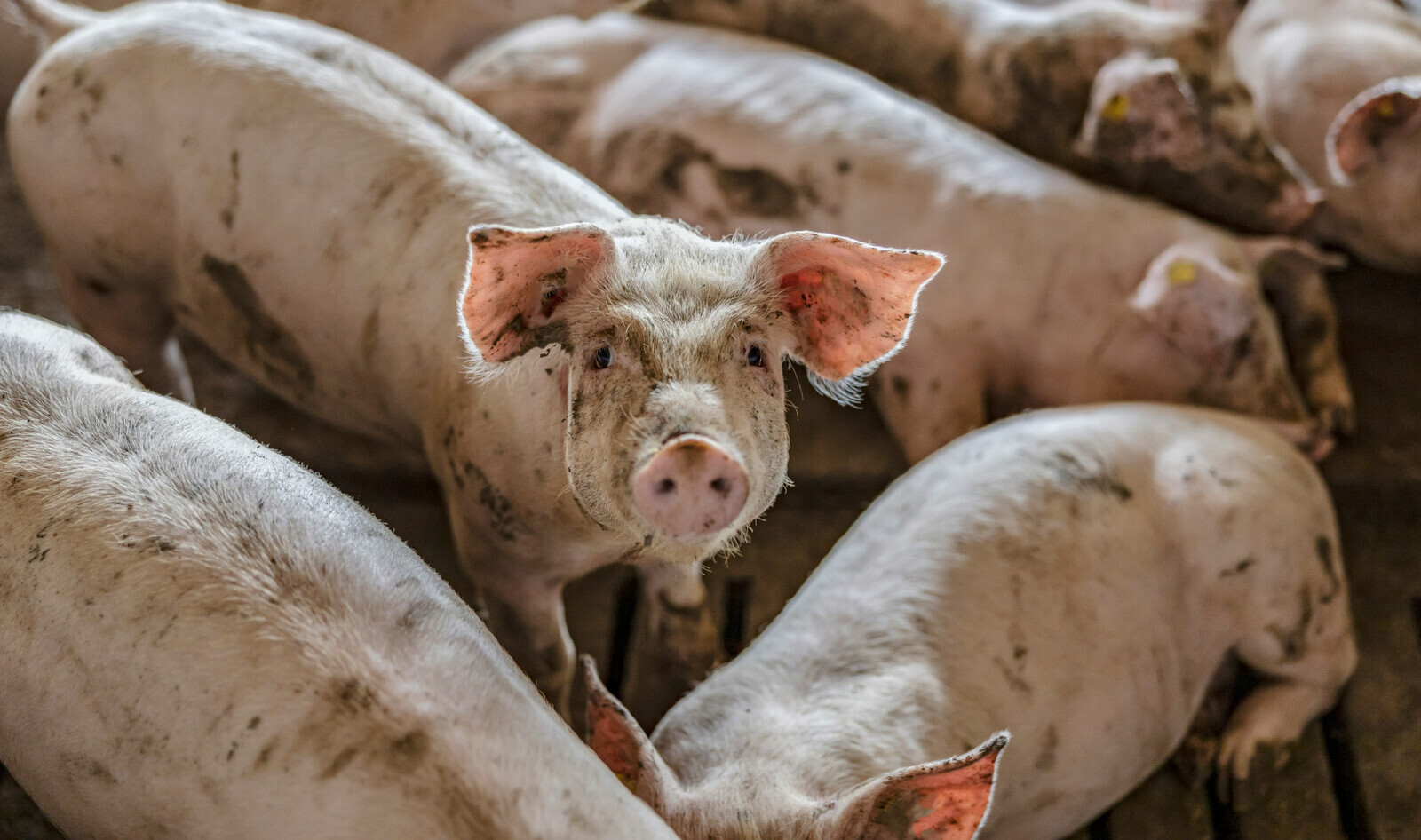 160 Sanctuaries Just Took an Historic Stand Against the Industry That Kills Animals