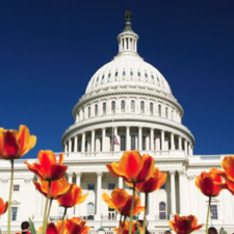 Capitol Hill Hosts Inaugural Veggie Burger Contest
