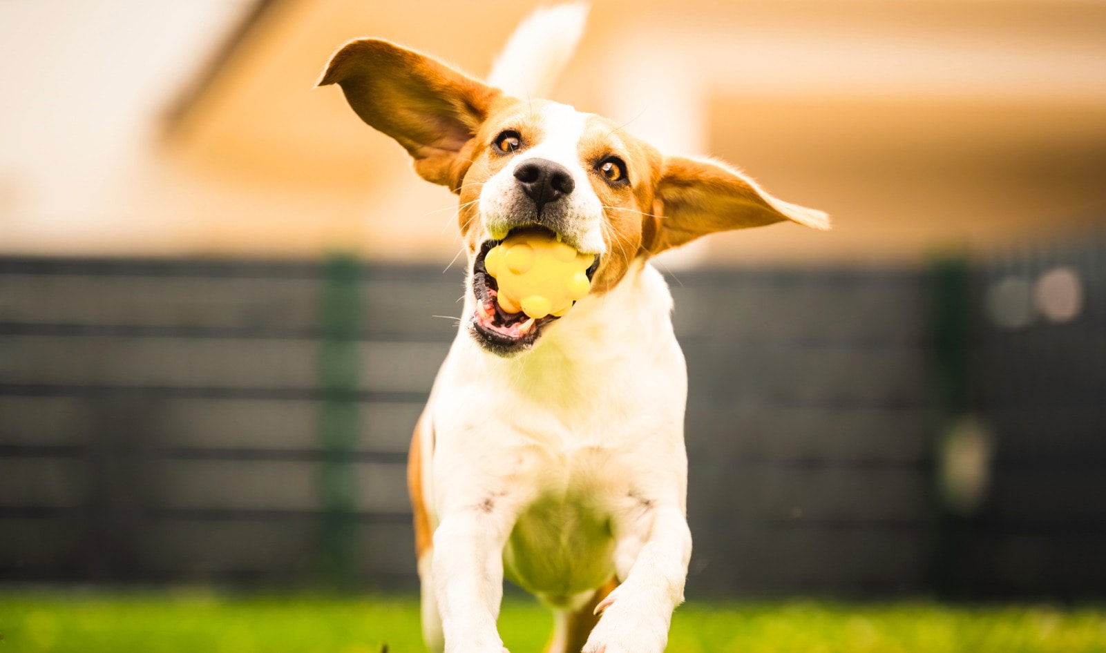 Help Your Dog Cool Off With These 5 DIY Frozen Treats