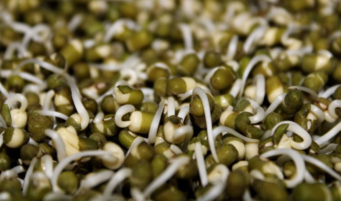 mung beans