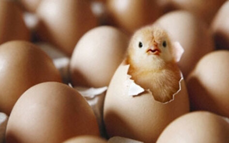 Mercy For Animals Files Lawsuit Against "Humane" Group